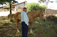  Animais soltos pelas ruas preocupam Cido Verdureiro 