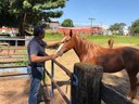 Após denúncia, Wilson Paraná consegue suspender a realização do Leilão de Animais 