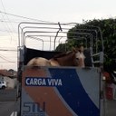 Bezerros causam acidente na estrada da Jacuba. Ivânia Soldati destaca a importância da chipagem
