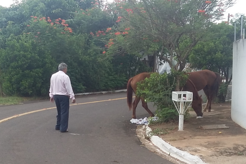 Cido Verdureiro solicita apreensão e guarda de animais soltos 