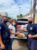 IVÂNIA SOLDATI E PATRULHA AMBIENTAL RESGATAM 87 PORQUINHOS-DA-ÍNDIA EM LOCAL INSALUBRE, NO CENTRO DE CATANDUVA