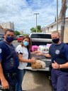 IVÂNIA SOLDATI E PATRULHA AMBIENTAL RESGATAM 87 PORQUINHOS-DA-ÍNDIA EM LOCAL INSALUBRE, NO CENTRO DE CATANDUVA