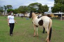 LEI DE AUTORIA DA VEREADORA IVÂNIA SOLDATI:  PREFEITURA DE CATANDUVA VAI LEILOAR 37 ANIMAIS NO PRÓXIMO DIA 25