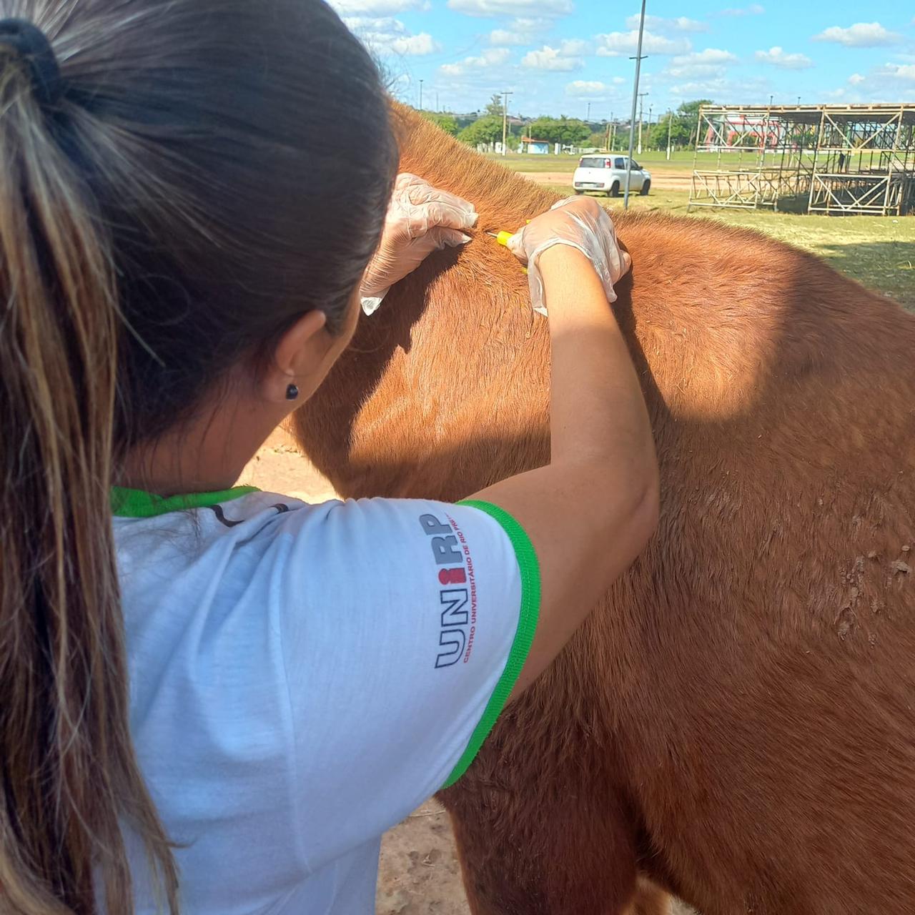 RECOLHIDOS APÓS OFERECER PERIGO NO PERÍMETRO URBANO, ANIMAIS DO RECINTO COMEÇAM A SER CHIPADOS