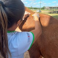 RECOLHIDOS APÓS OFERECER PERIGO NO PERÍMETRO URBANO, ANIMAIS DO RECINTO COMEÇAM A SER CHIPADOS