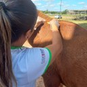 RECOLHIDOS APÓS OFERECER PERIGO NO PERÍMETRO URBANO, ANIMAIS DO RECINTO COMEÇAM A SER CHIPADOS