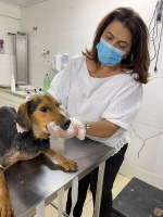 Vereadora, Guarda Municipal e Zoonoses resgatam dois cães no Monte Líbano