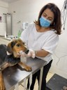 Vereadora, Guarda Municipal e Zoonoses resgatam dois cães no Monte Líbano