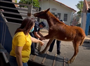 Vereadora Ivânia Soldati faz resgate de cavalo que estava sendo maltratado